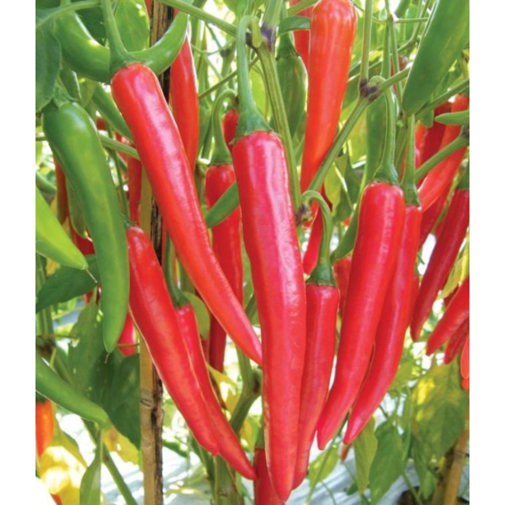 Bibit tanaman cabai merah besar