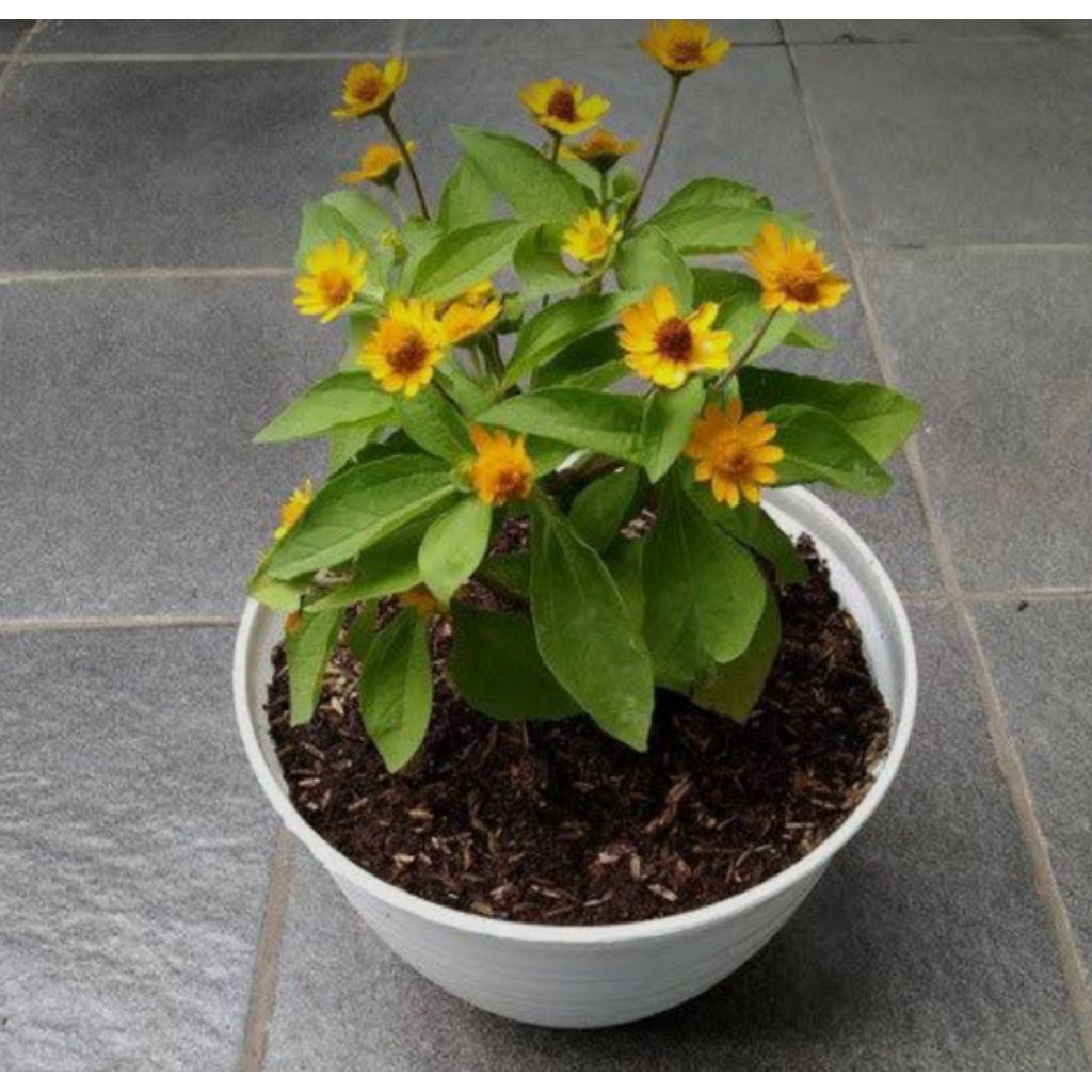 Bibit Tanaman Hias Bunga Matahari - Bibit Tanaman Hias Bunga Matahari Indoor/Outdoor
