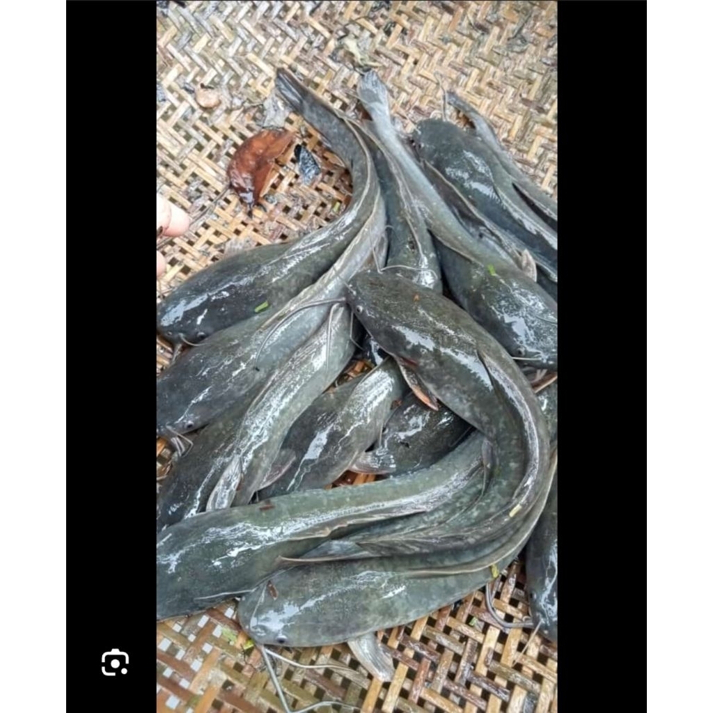 Lele 1kg fresh segar. Lele bersih sudah dibeteti