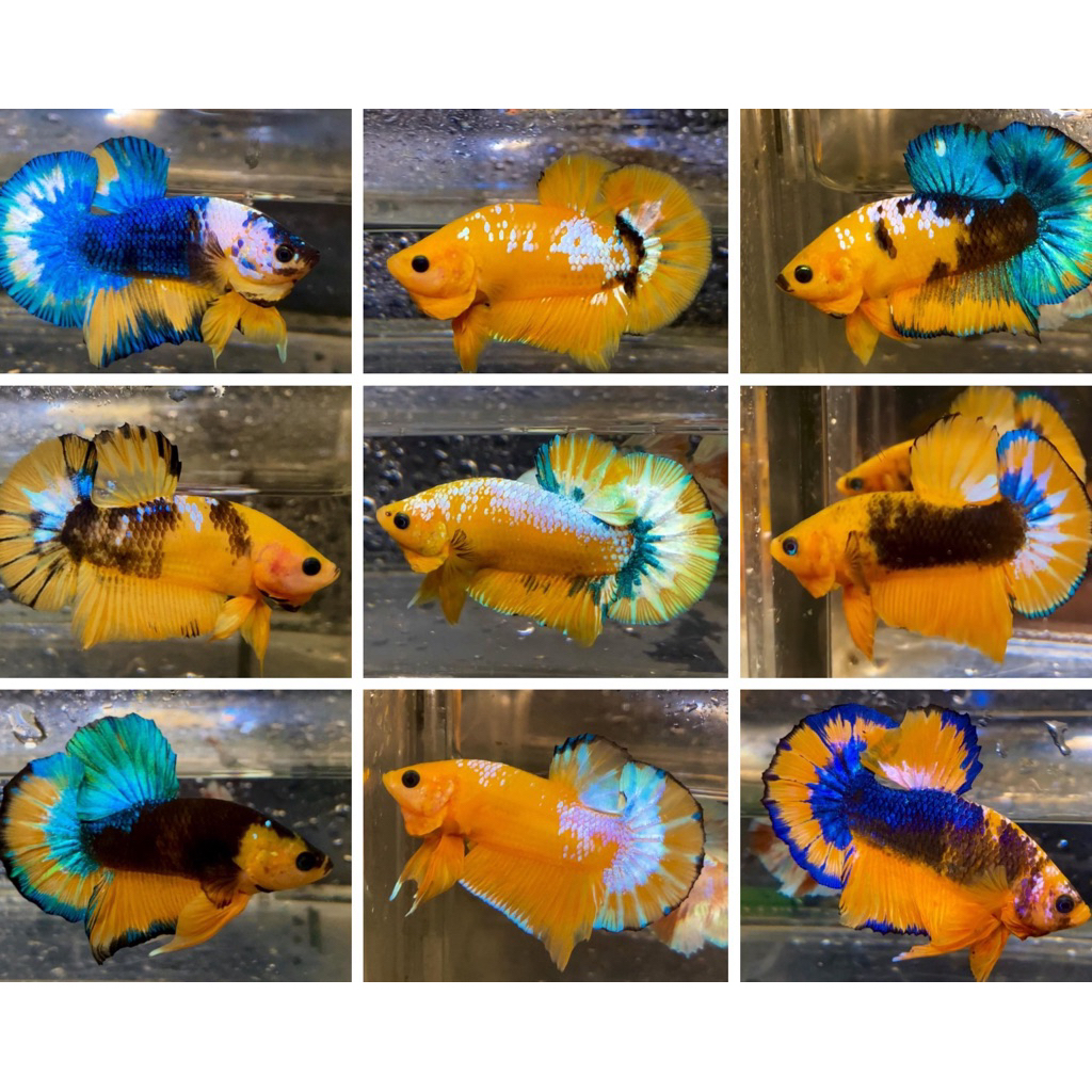 MALE YELLOW FANCY/HELLBOY