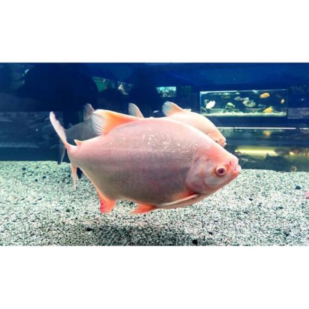 (INSTAN) IKAN PACU / BAWAL ALBINO - UKURAN ±8 CM