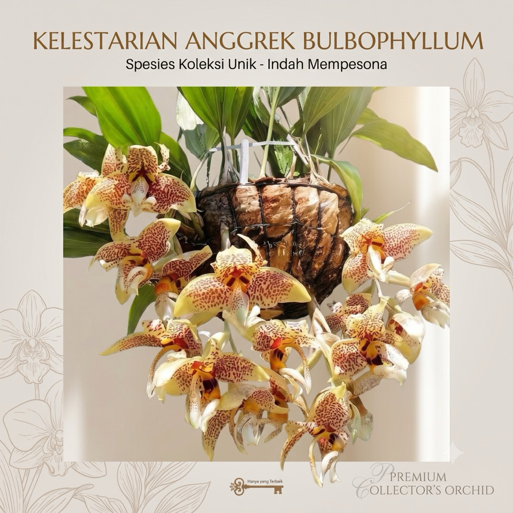 Anggrek Bulbophyllum Phalaenopsis (Bulbo Falanopsis) Jumbo Berkualitas - Tanaman Hias Langka & Eksot