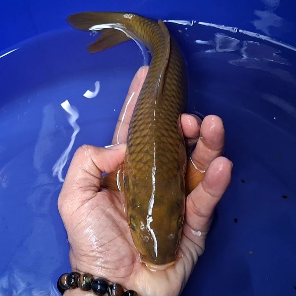 Ikan Koi Blitar Jenis Chagoi/ Rumah Koi Jakarta / kode 005