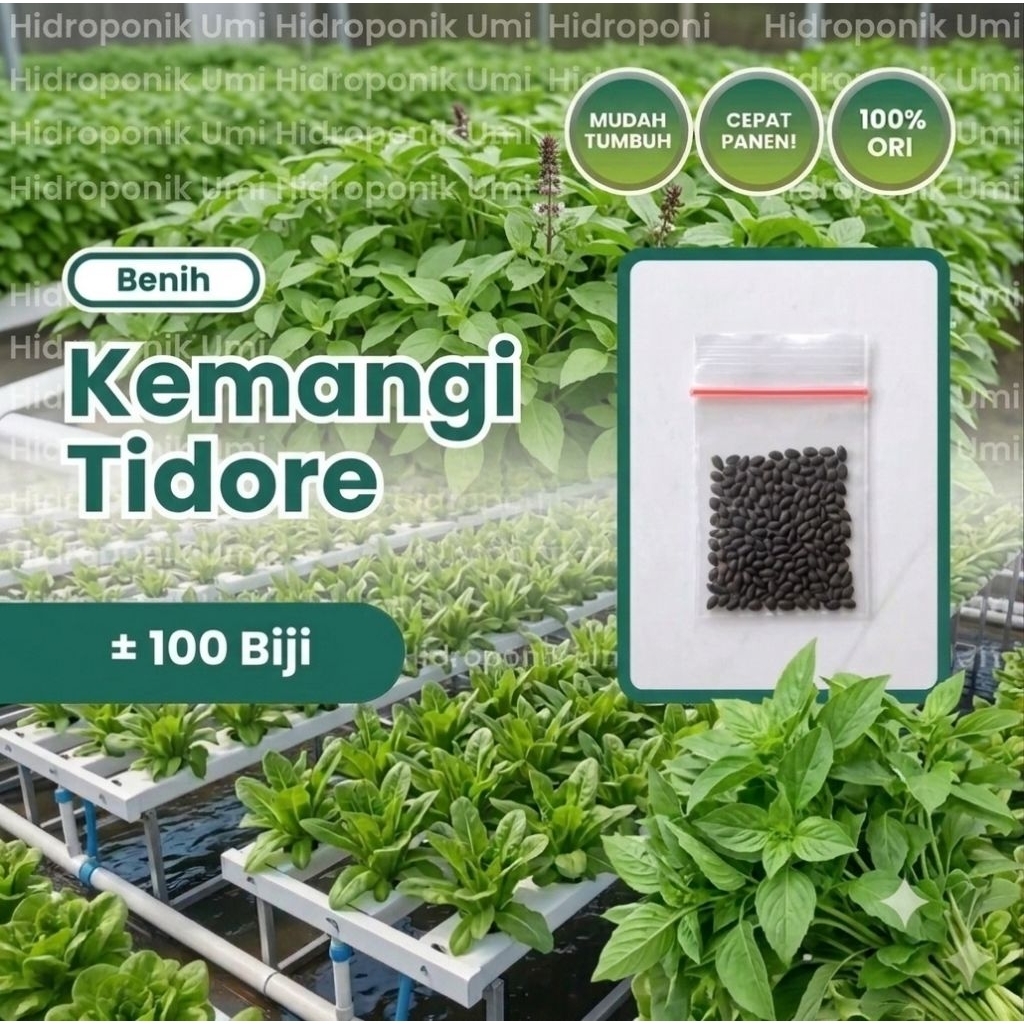 Isi 100 Benih kemangi Tidore