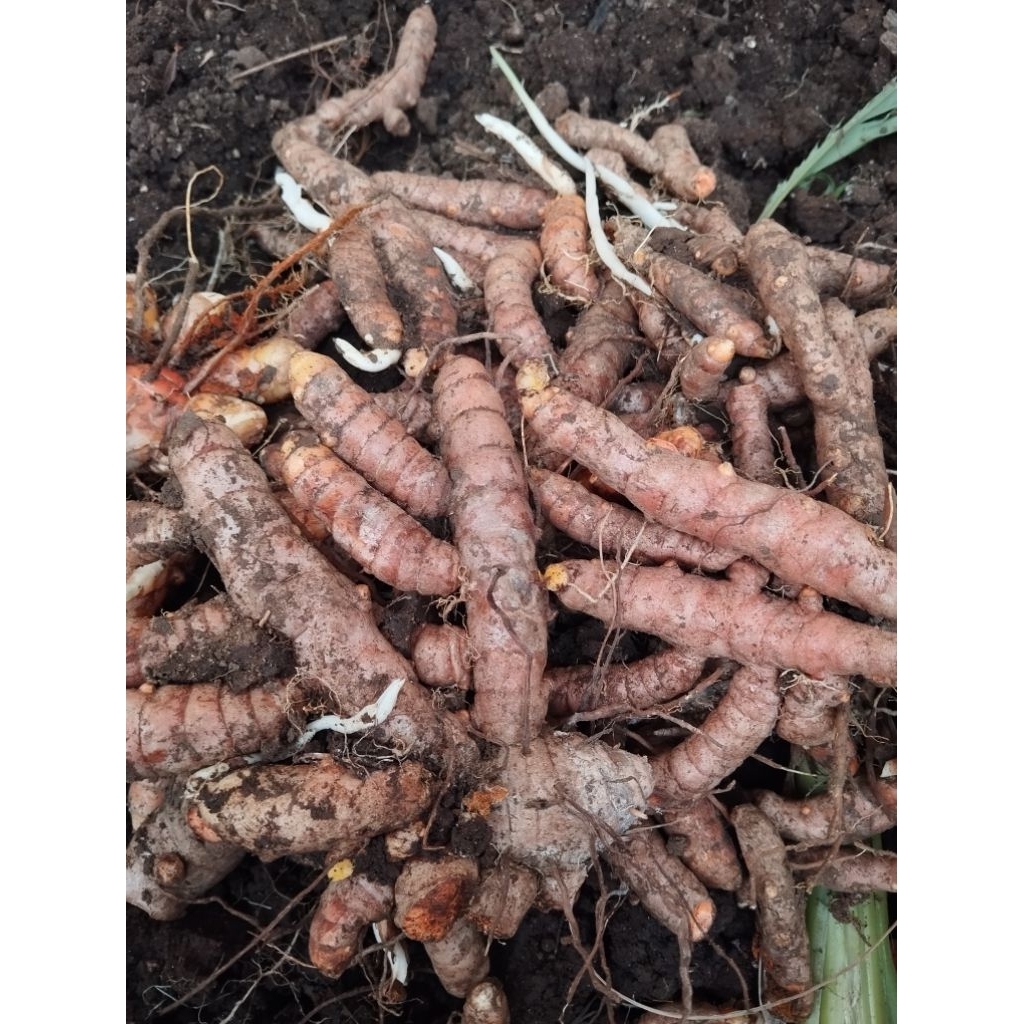 kunyit segar 1 kg /kunyit segar /kunyit