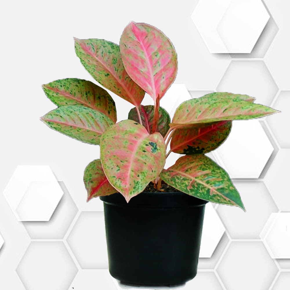 Tanaman hias Aglaonema Big Roy - Aglaonema Lulaiwan - Aglonema Big Roy