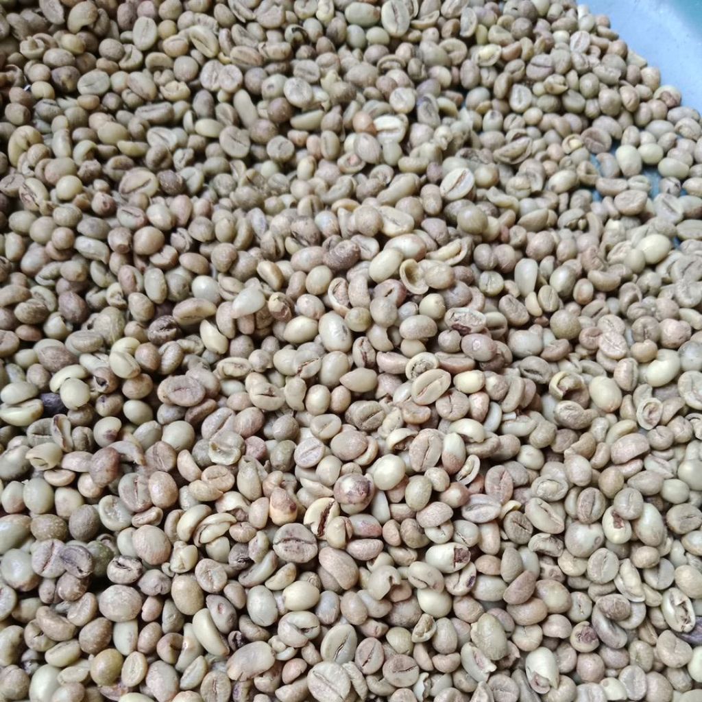 greenbean kopi robusta grade A1