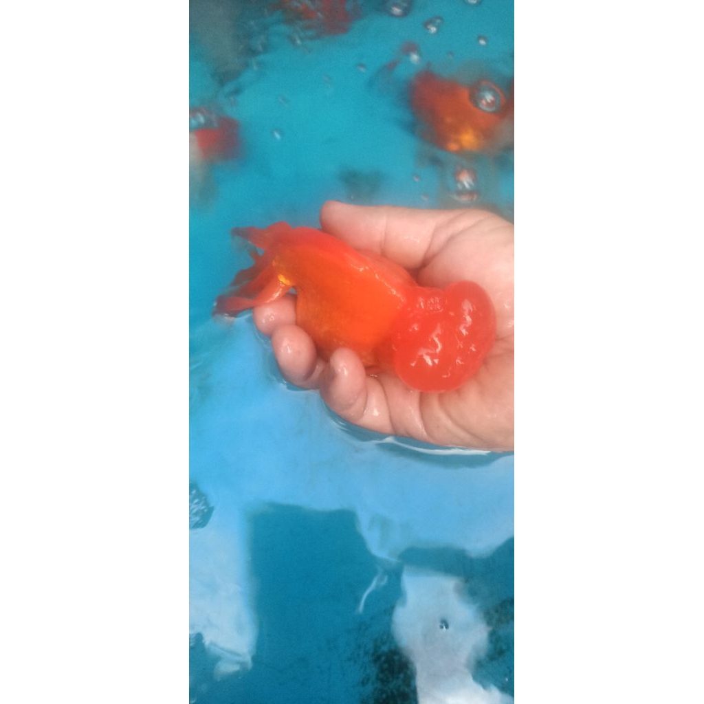 Ikan mas koki oranda jambul