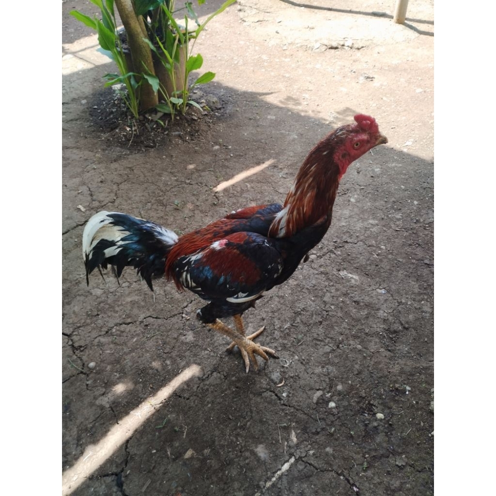Ayam Jago Kampung