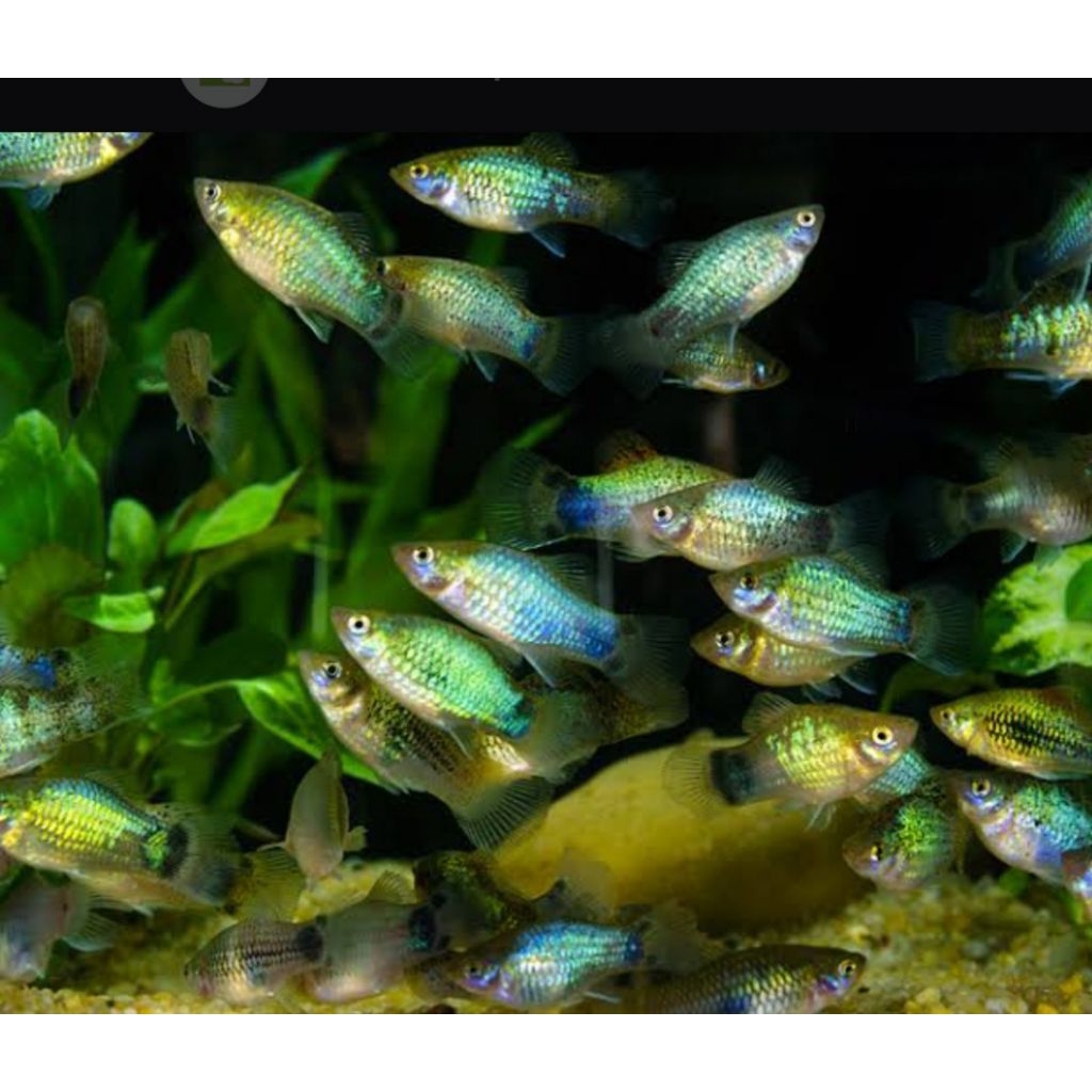 PLATY BLUE NEON
