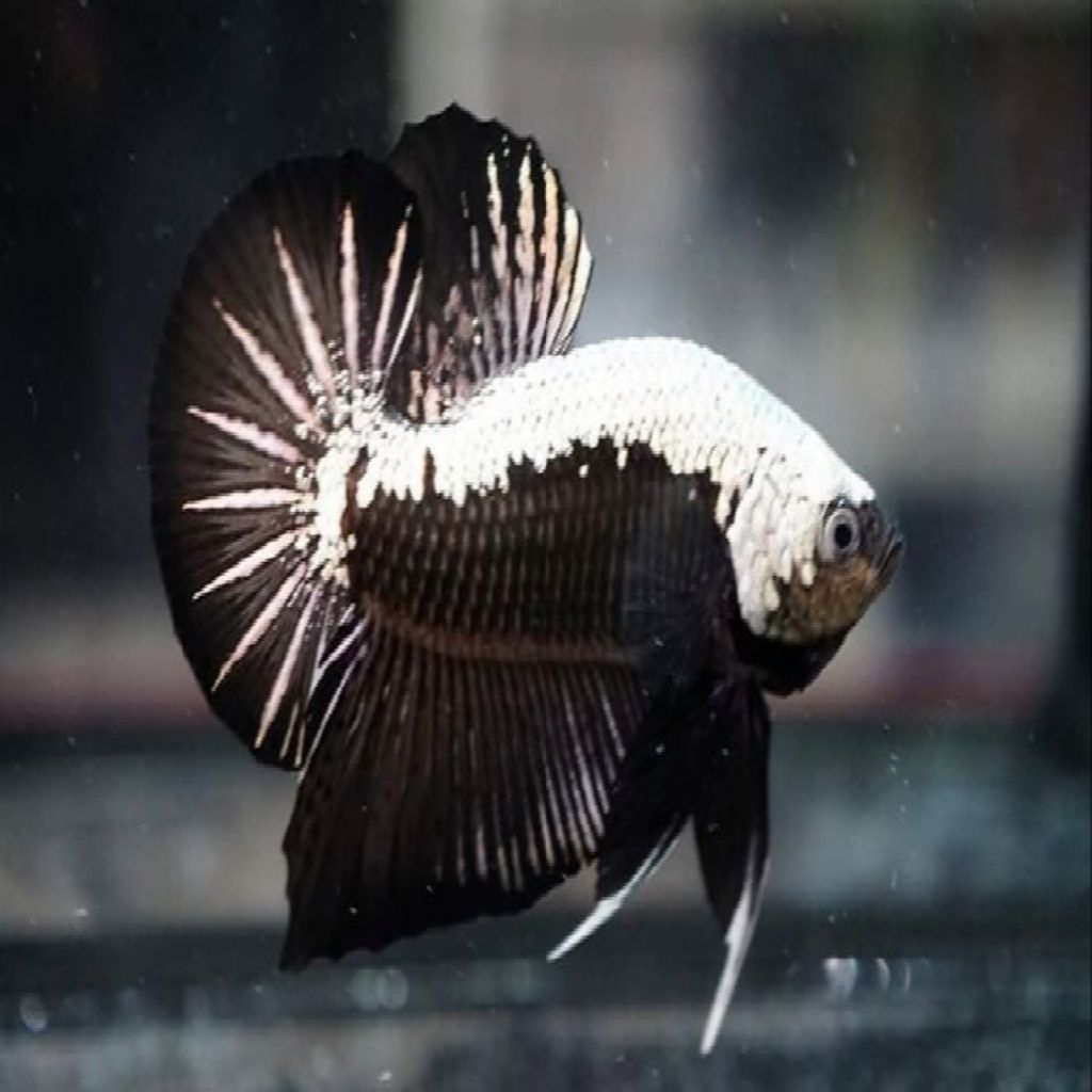 cupang black samurai - black mamba