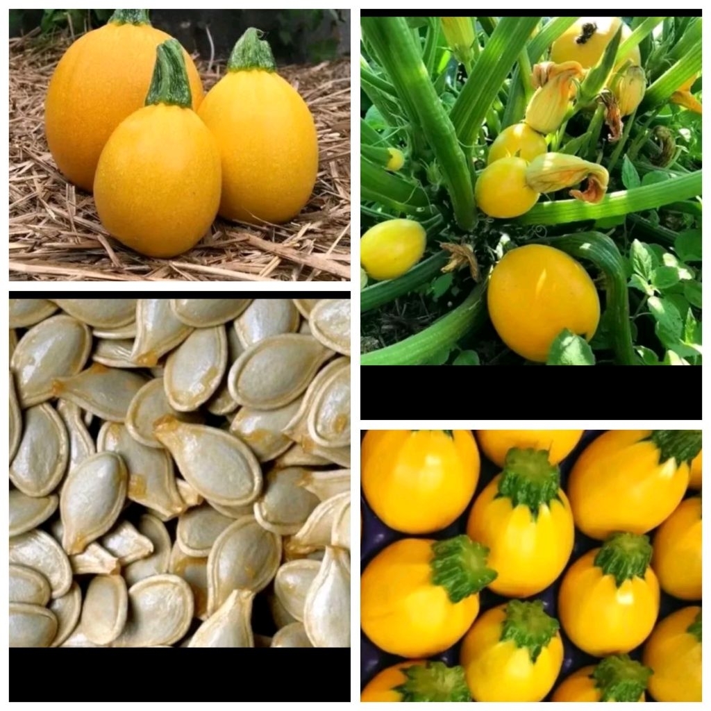 Biji benih zucchini bulat kuning