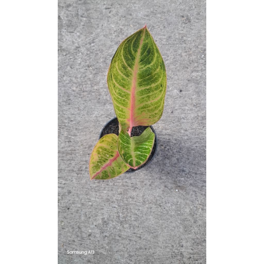 Aglonema GOLIATH (Remaja Daun 3) (3)