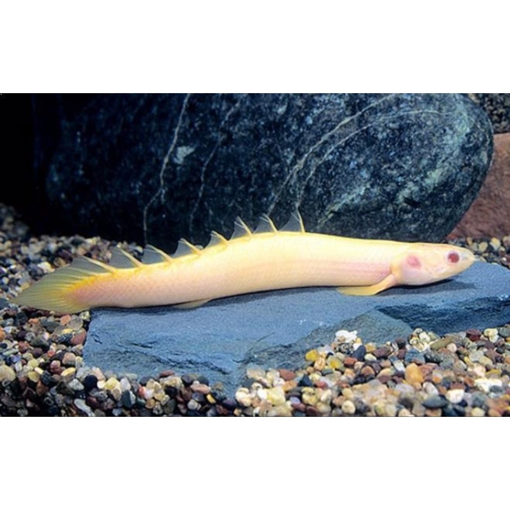 Hiasan palmas albino