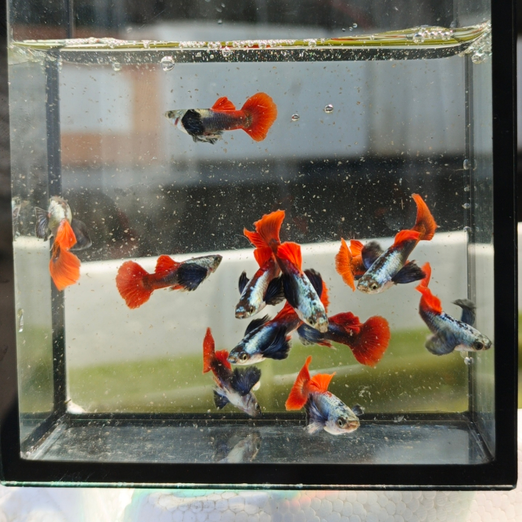 Paket 4 pasang Guppy Prtde HM - Grade, Sehat & Garansi