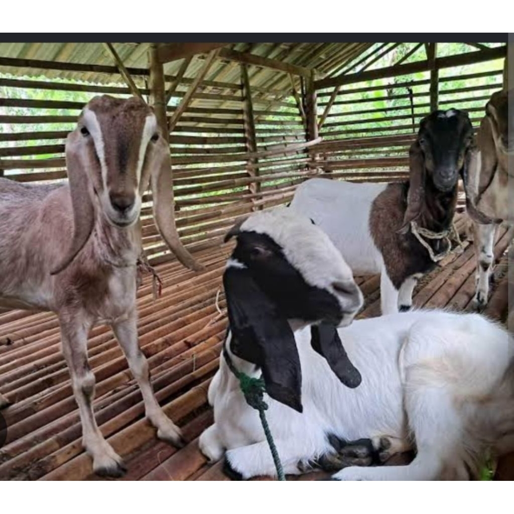 Kambing Jawa, bibit Ternak jantan dan betina kualitas super