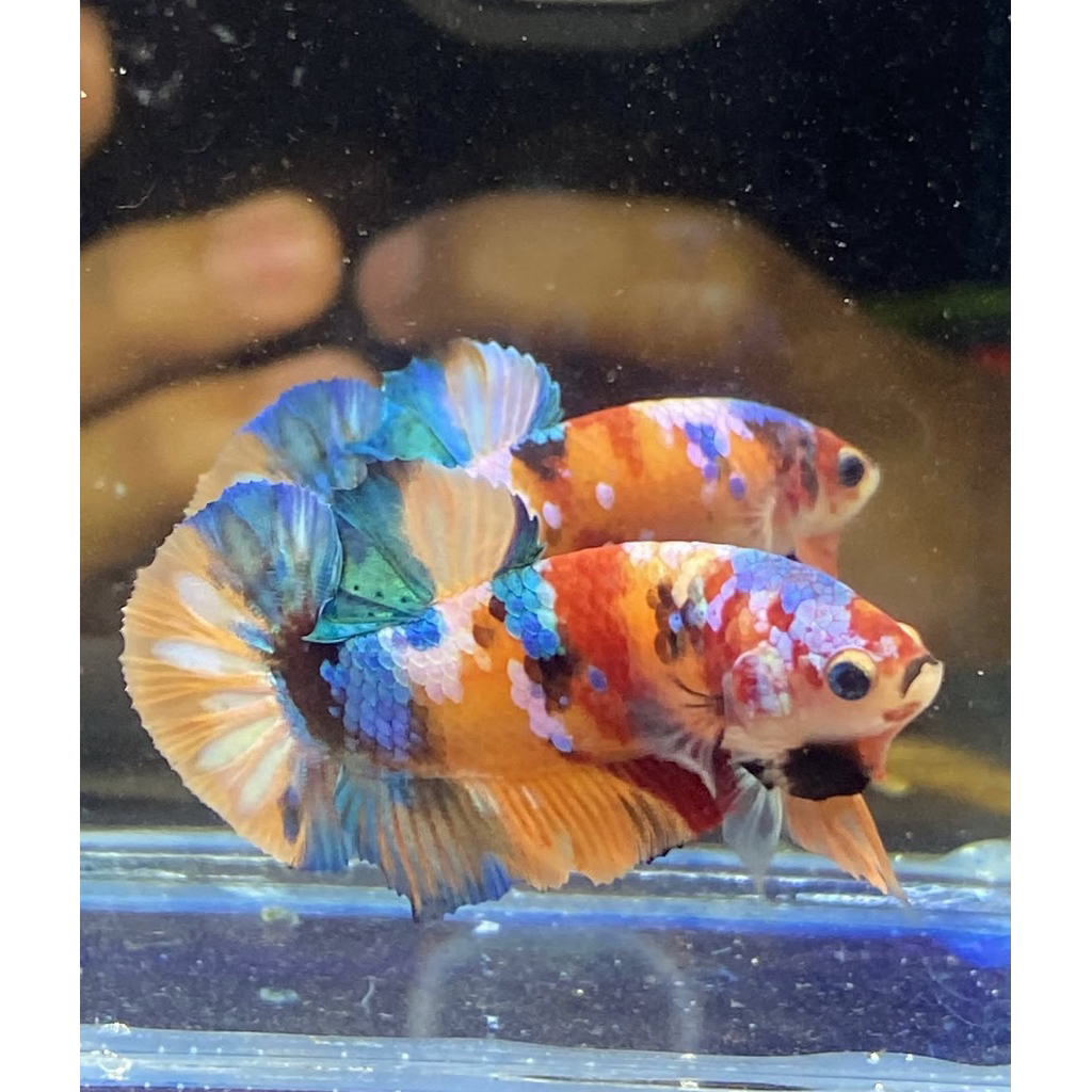 CUPANG PLAKAT MULTICOLOR