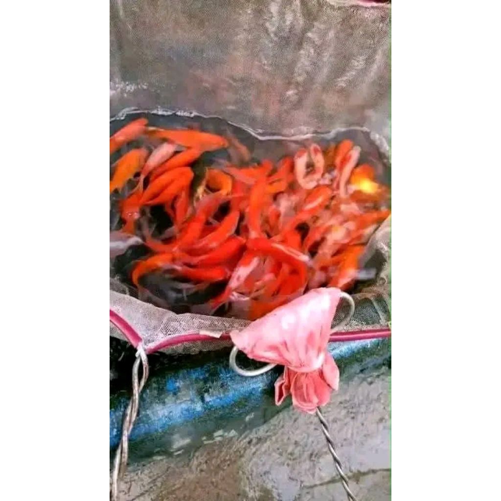 komet slayer ikan