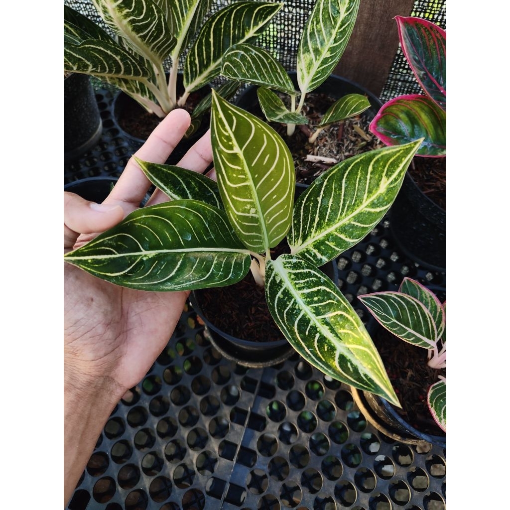 Aglonema Pride Of Sumatra (POS) White