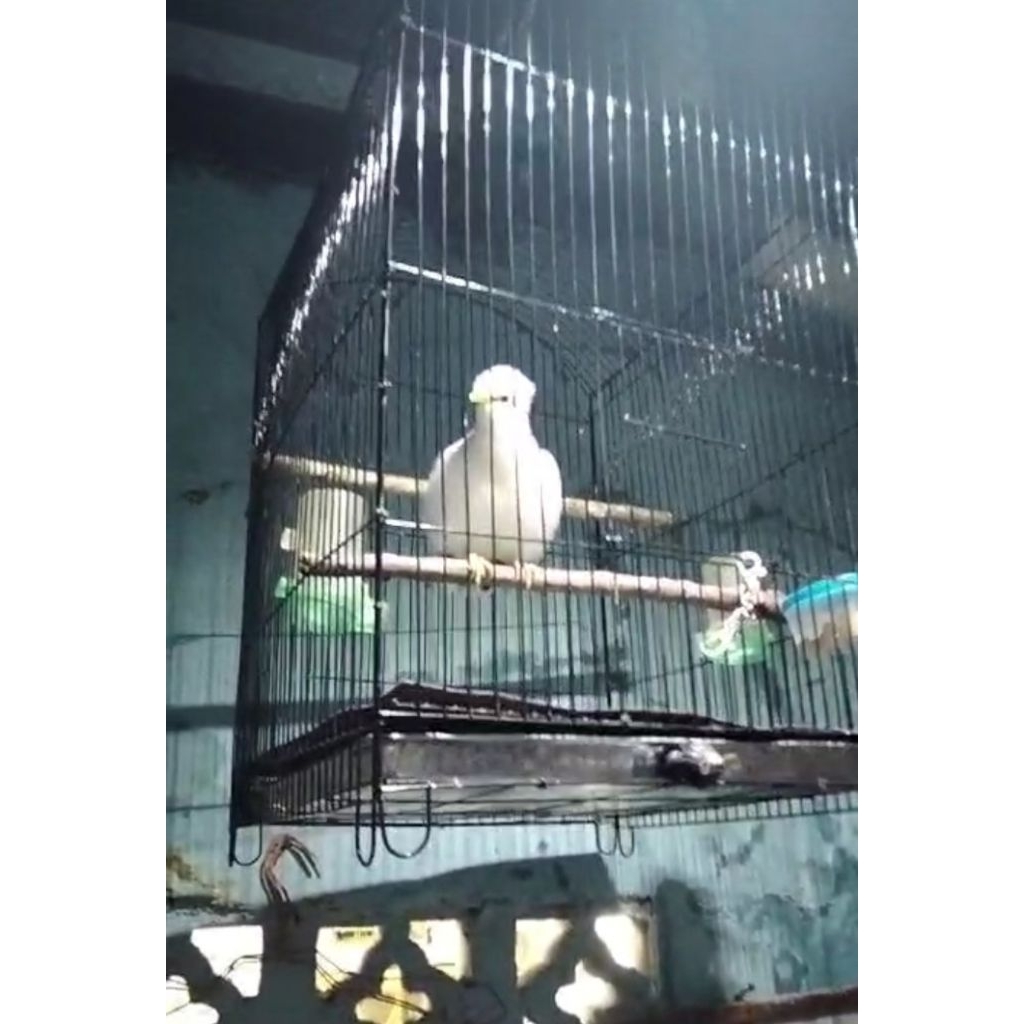 jalak putih burjaa