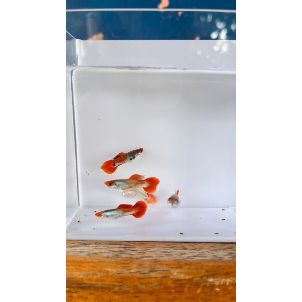 Dekorasi guppy tuxedo koi 3 pasang