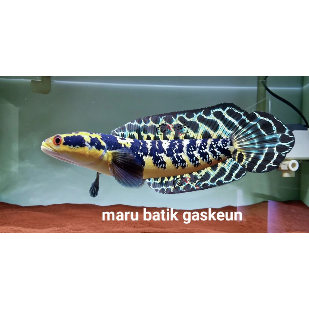 maru batik