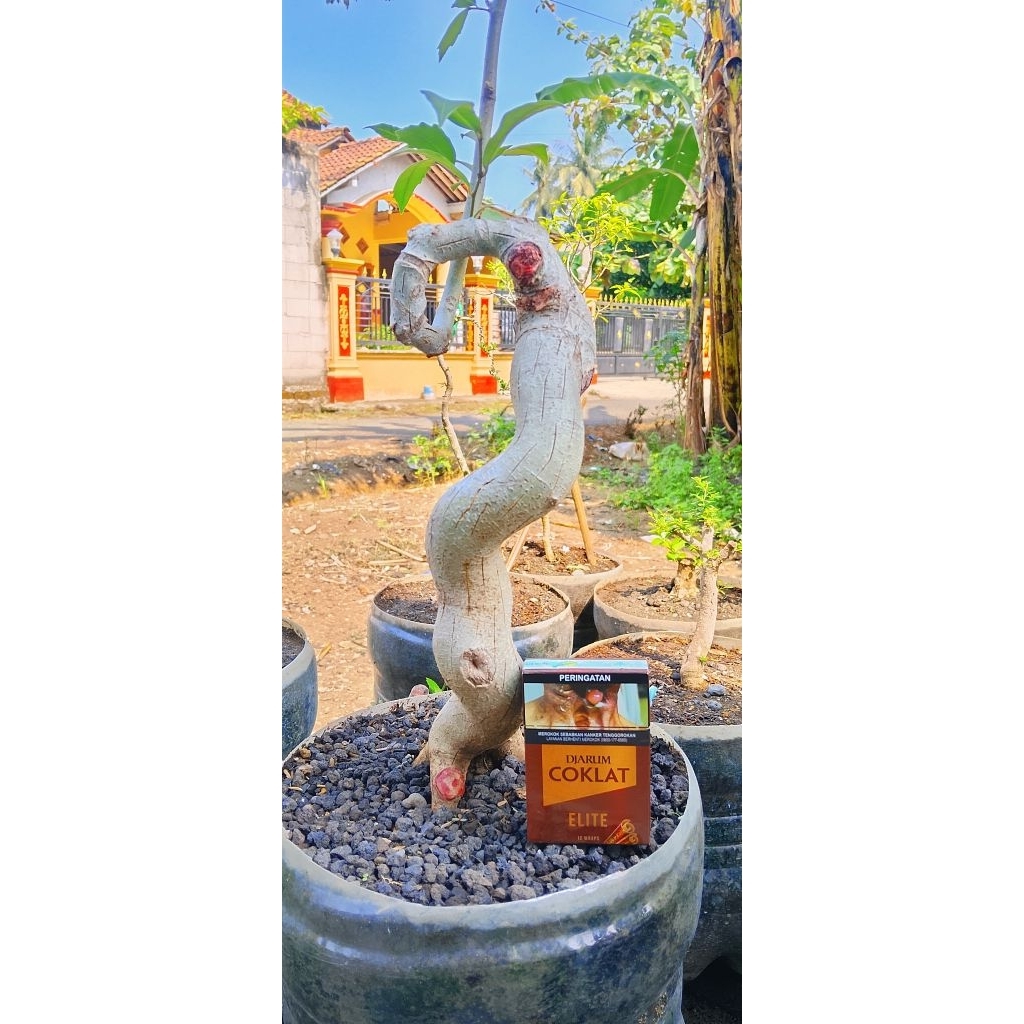 Bahan Bonsai Amplas Putih BUNJIN