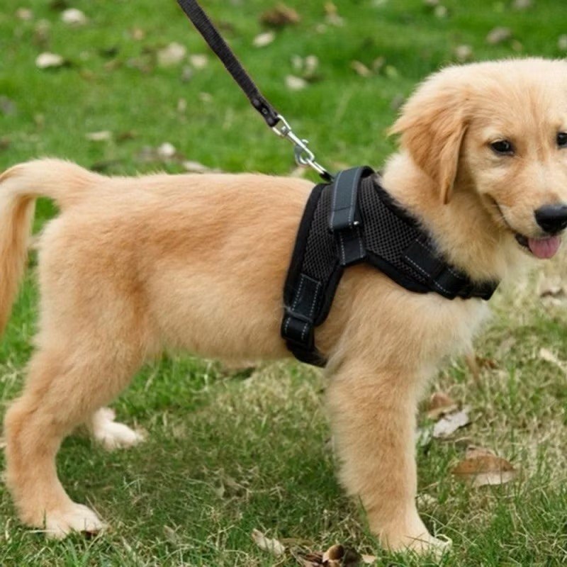 Harness Anjing - Rompi Tuntun Anjing Ras Besar - Breathable Harness Leash Anjing Besar