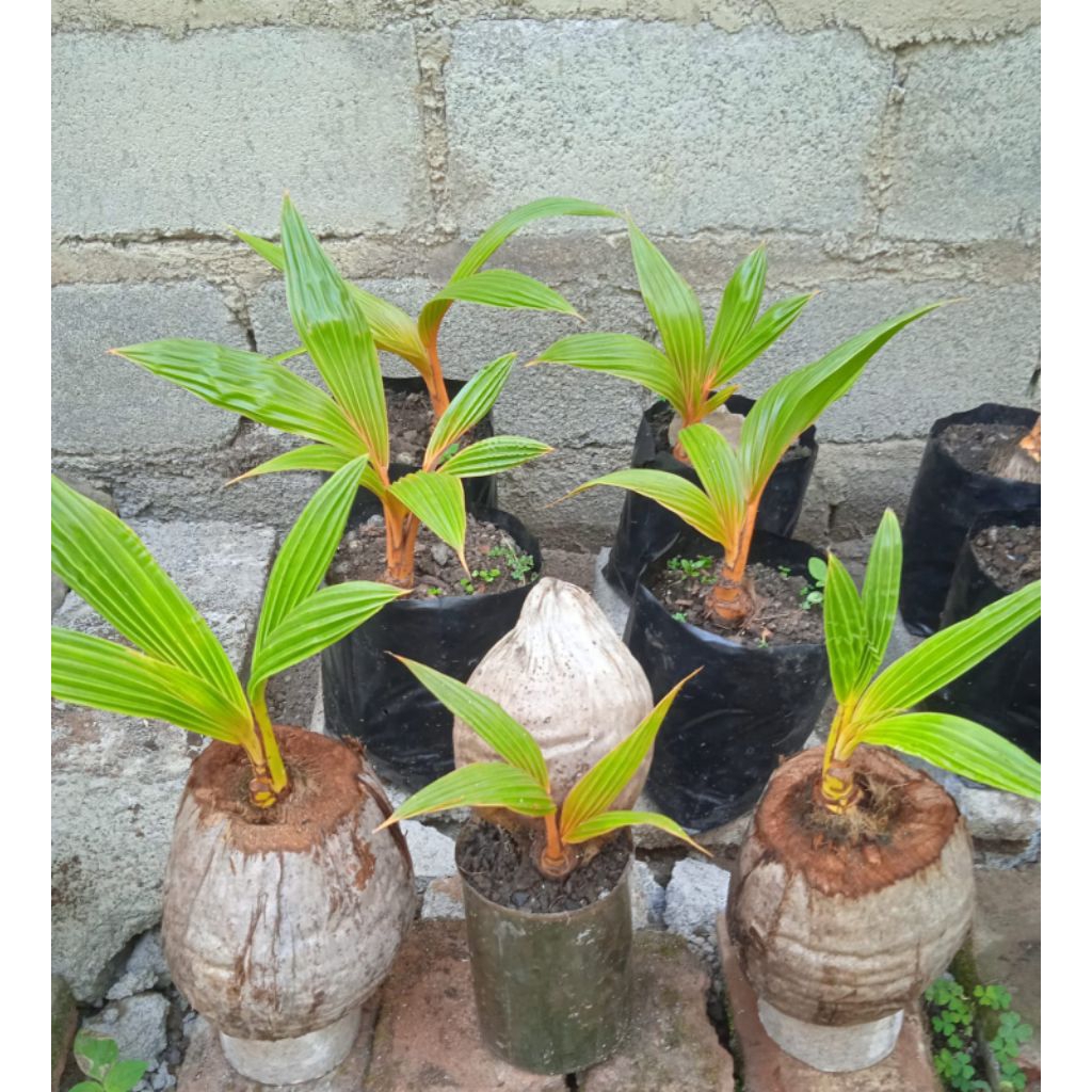 Bonsai kelapa bahan bonsai kelapa gading