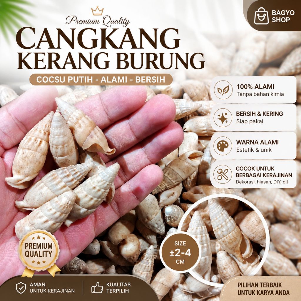 Cangkang coksu putih - kerang burung - kerang kerajinan - kerang pocong