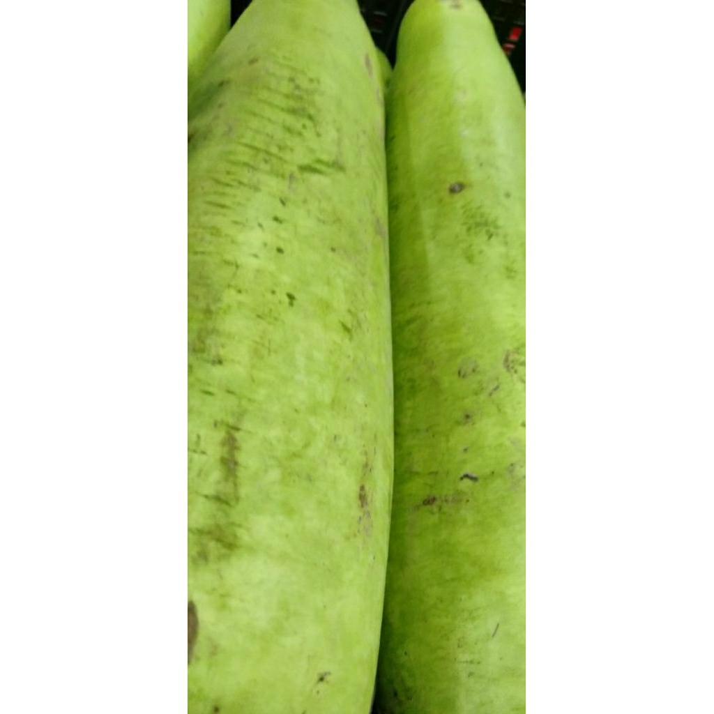 Sayur Labu Air/ Bloceng / Belonceng
