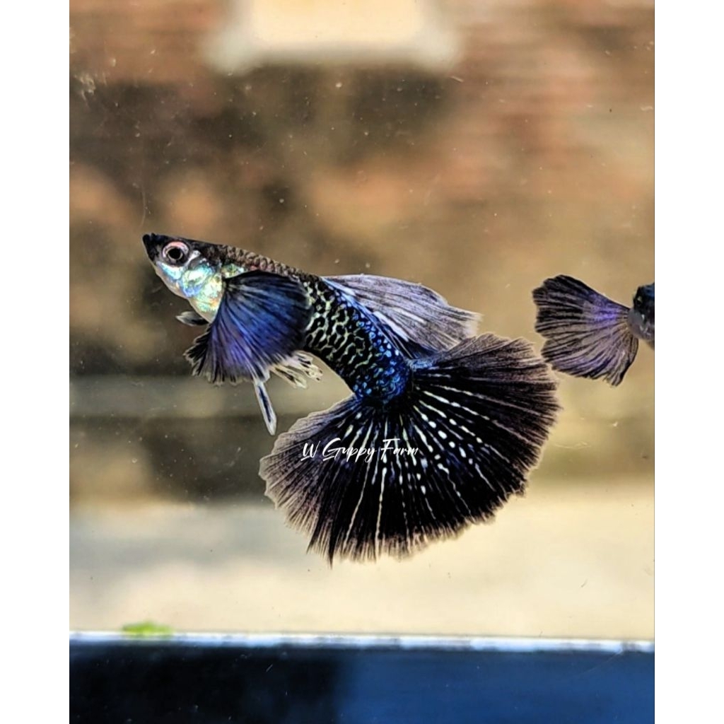 Purple Dragon Dumbo ear Half moon