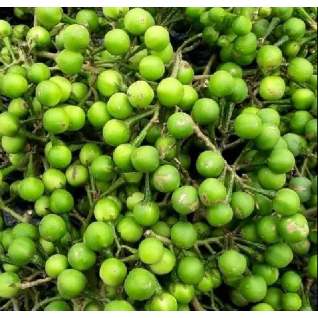 Rimbang/Takokak segar