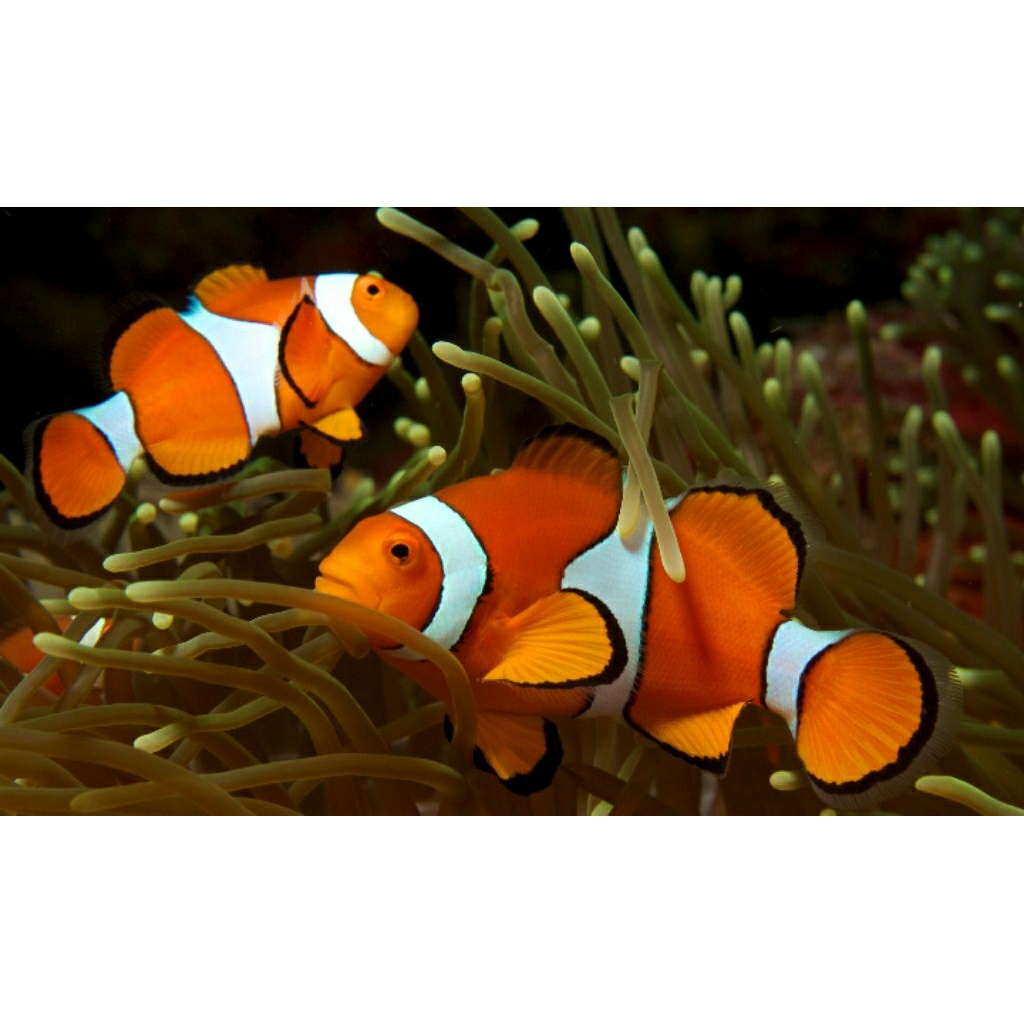 Ikan Nemo Indukan Pasangan