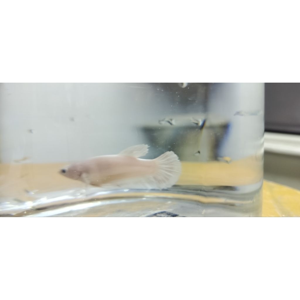 ikan cupang halfmoon white platium