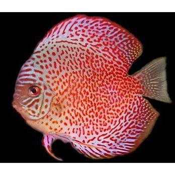 Discus leopard ring / discus Leopard / discus/ ikan hias / ikan hias air tawar