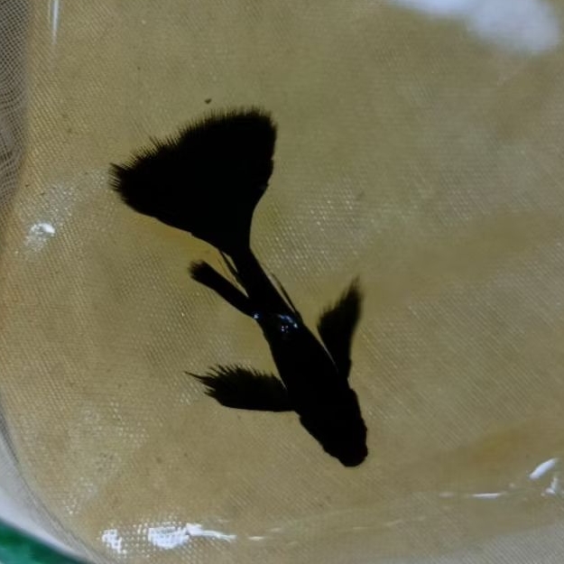 Ikan Guppy  Full Black Ribbon - Hiasan Aquarium Elegan
