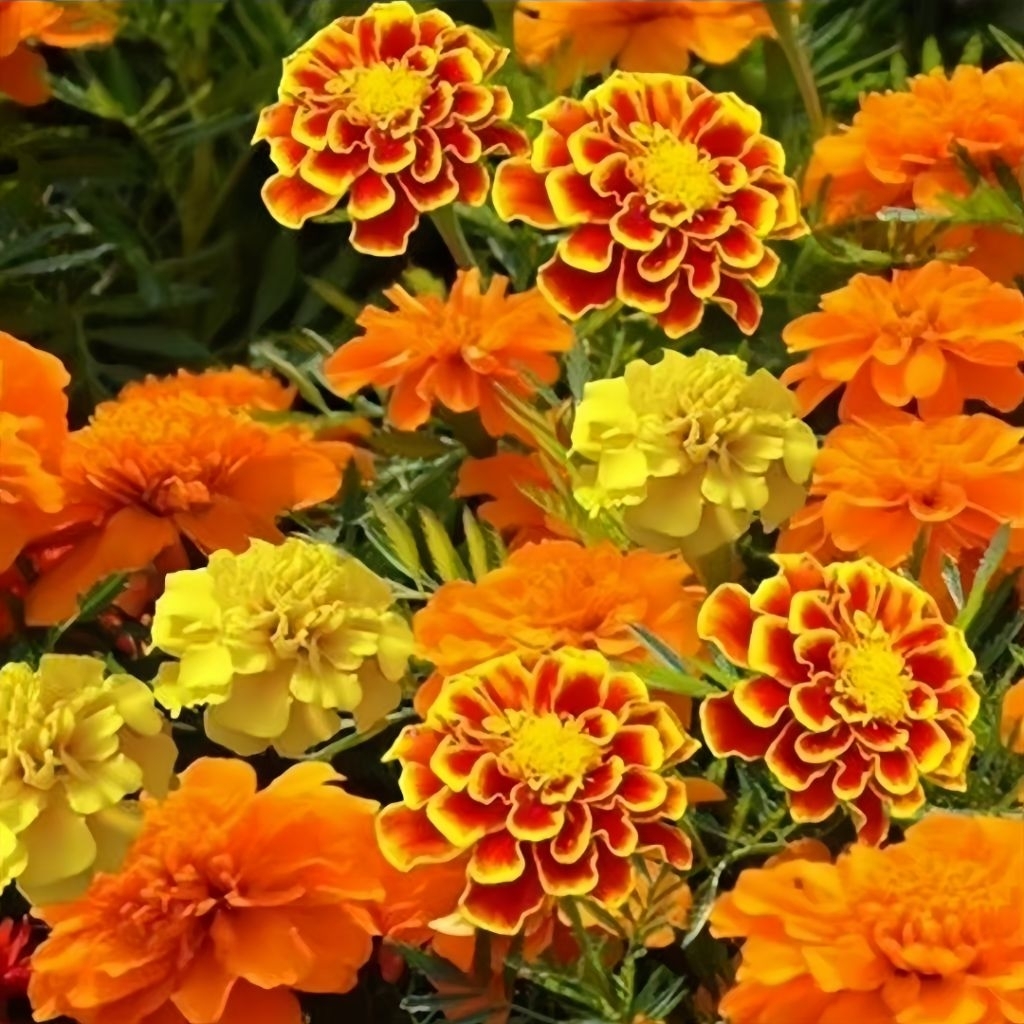 15 Biji Benih Bunga French Prancis Marigold Benih Bunga Marigold Mix