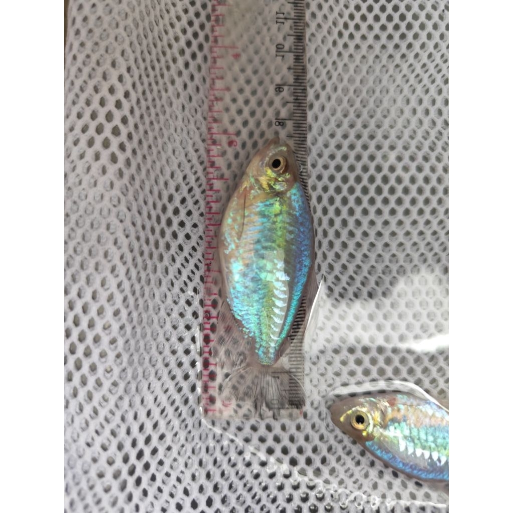 congo tetra