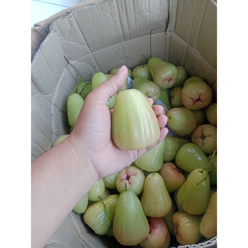 Jambu air madu deli 1kg ( khusus instan)