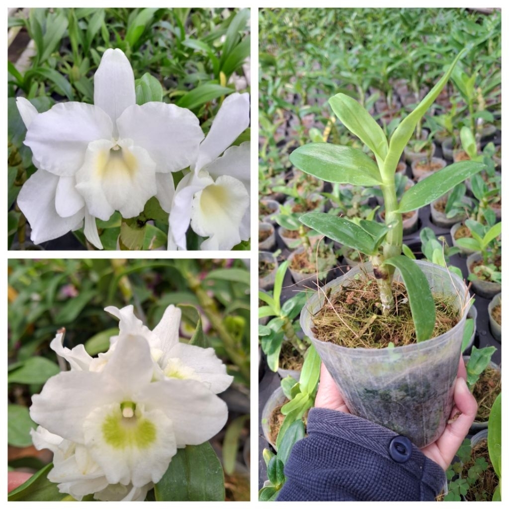 Dendro nobile remaja putih