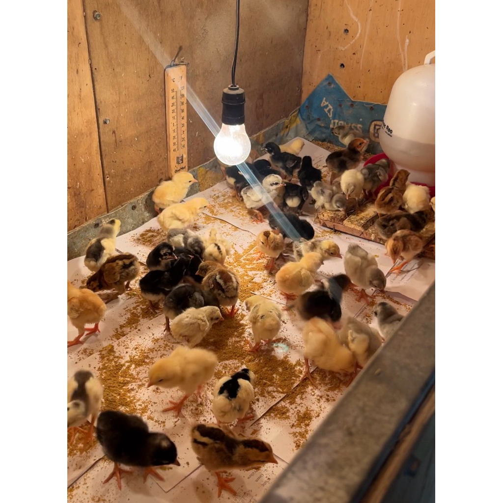 DOC AYAM KAMPUNG KUB 2 ASLI