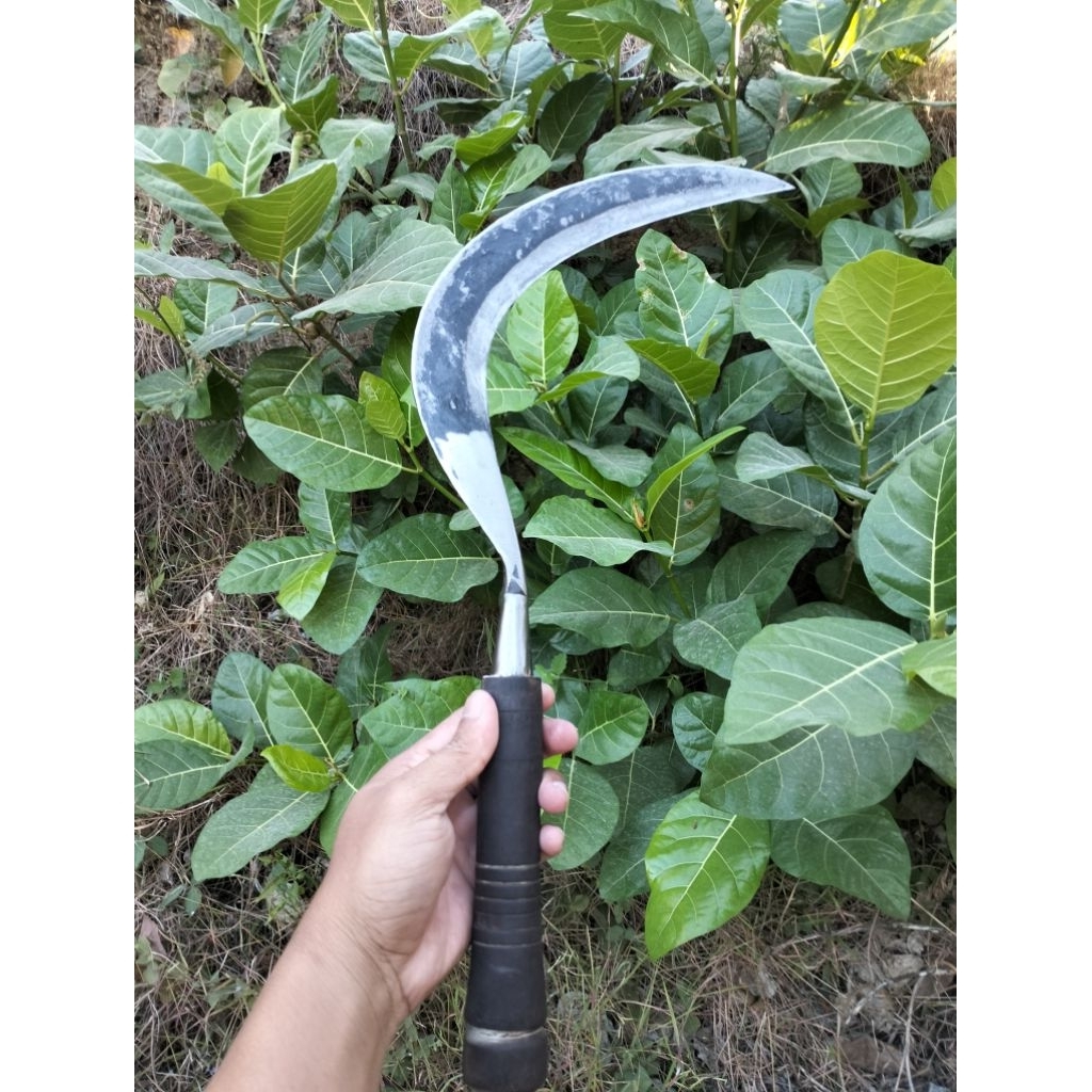 AlatPadiModelAritBajaIsenAsliMadura