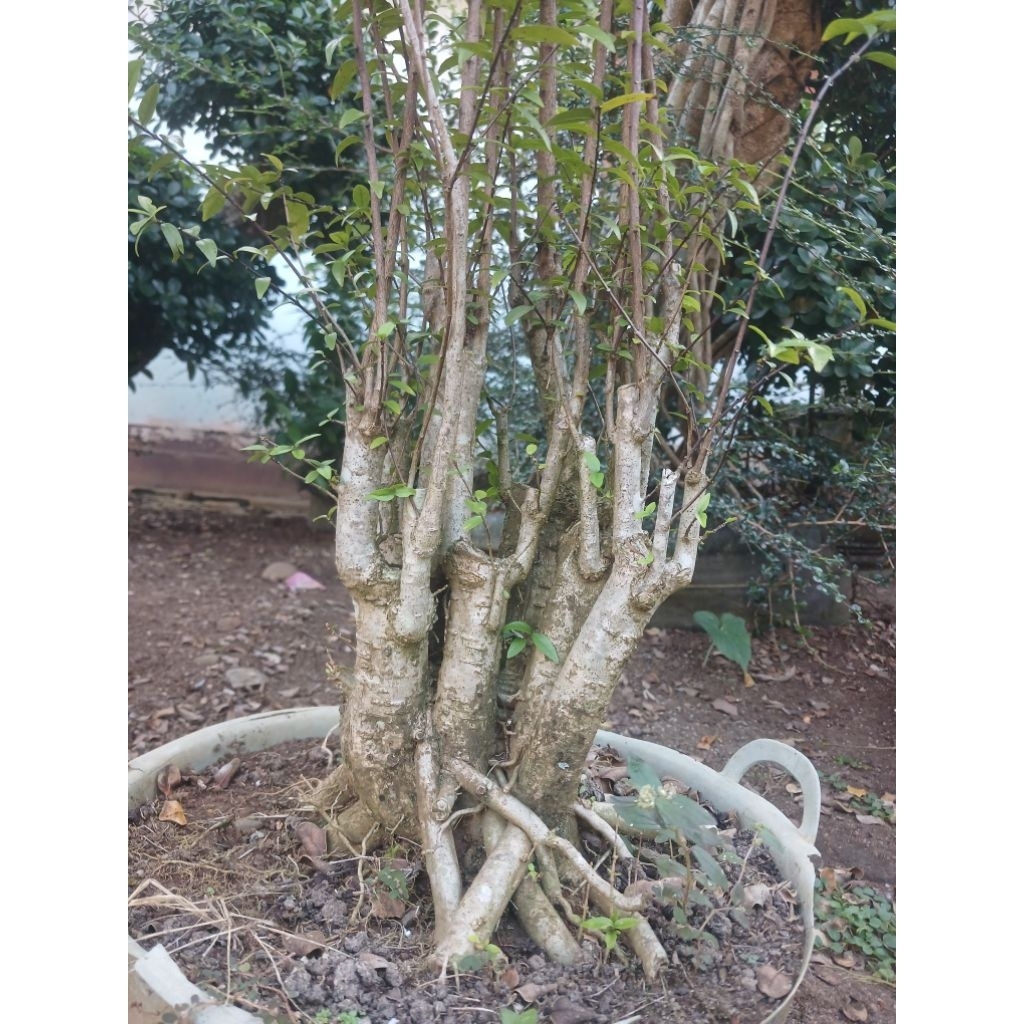 bahan bonsai anting putri gaya raft bagus