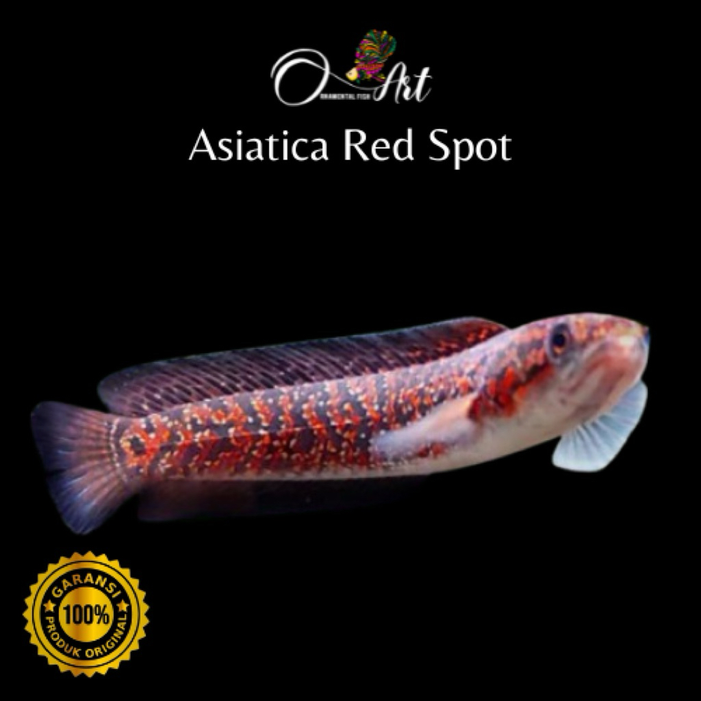 Channa.Rsp.Asiatica.Red.Spot.Hiasan.Aquarium