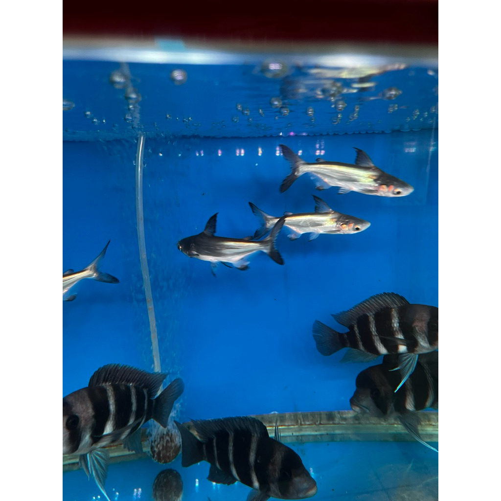 ikan hias GK atau genghis khan besar 14cm hanya instan