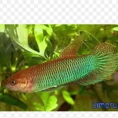 Wild Betta Simorum