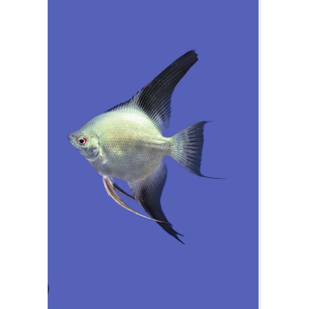 hiasan aquarium manfish bsp indukan murah