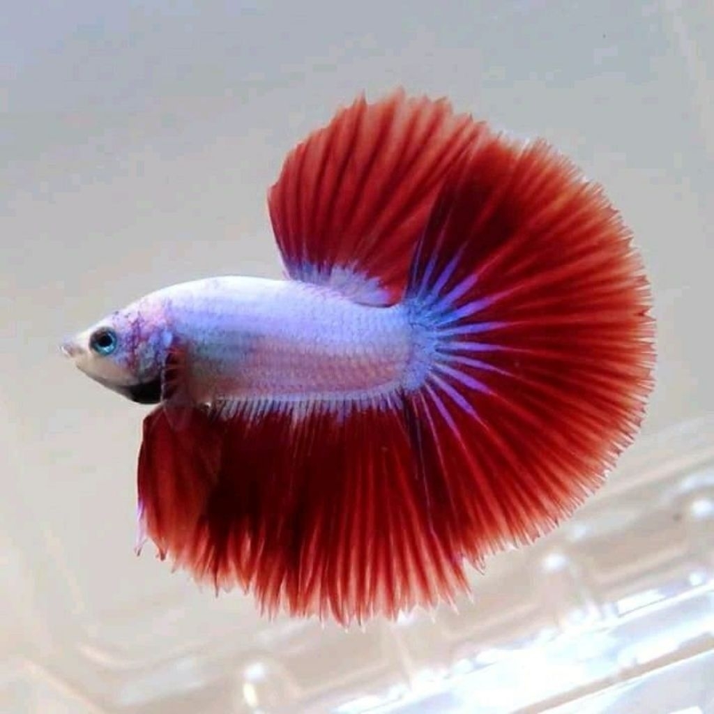 Ikan Cupang Hias Halfmoon Rosetail Size M - Warna Acak, Garansi Hidup, Gratis Pakan