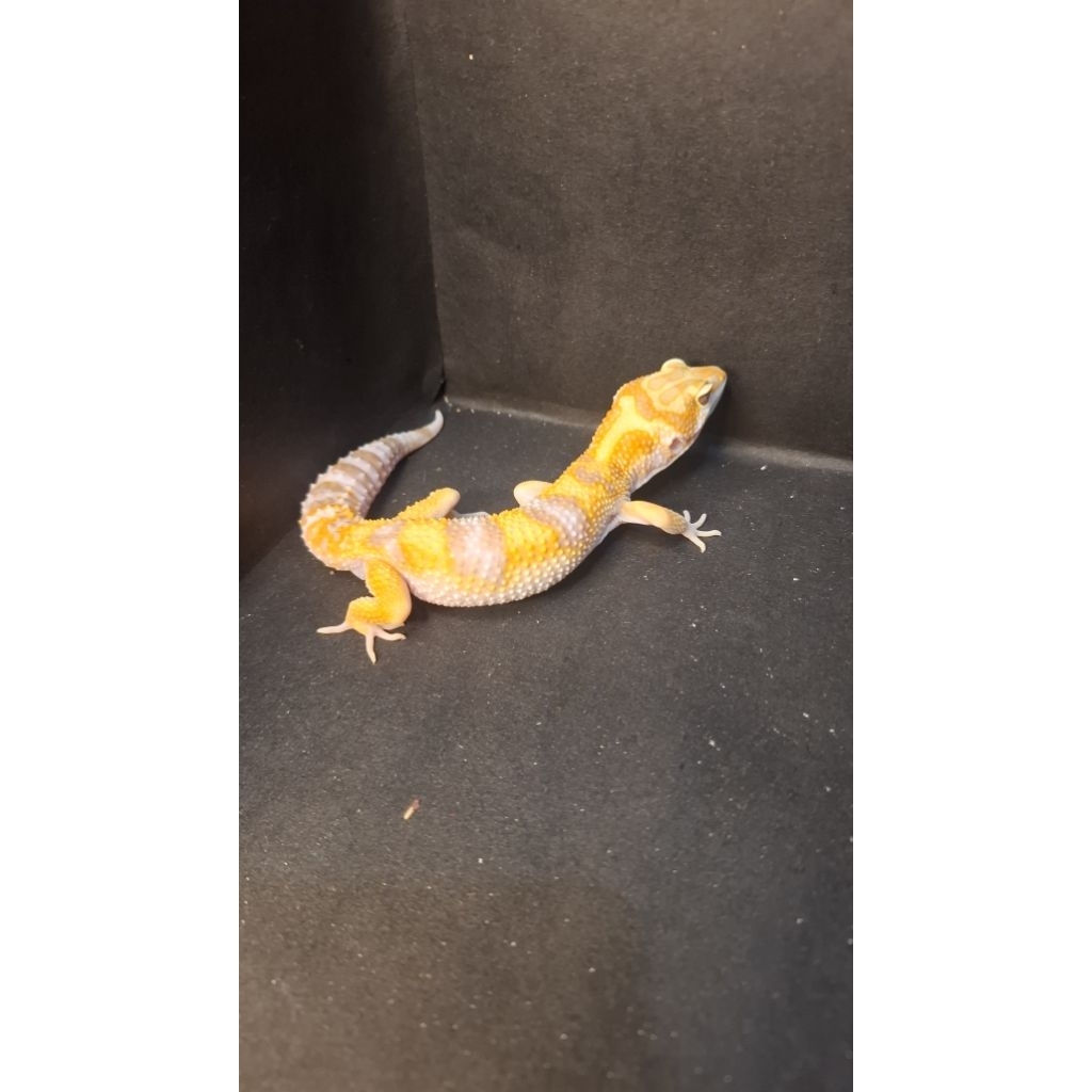 Leopard Gecko Male - Tremper Lavender ph Eclipse - Usia Juve Jantan Sehat Mulus HG039